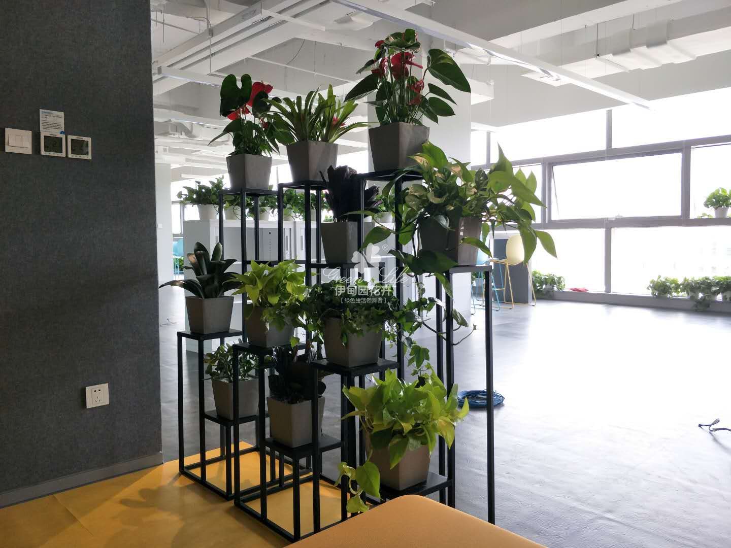 办公室花卉绿植