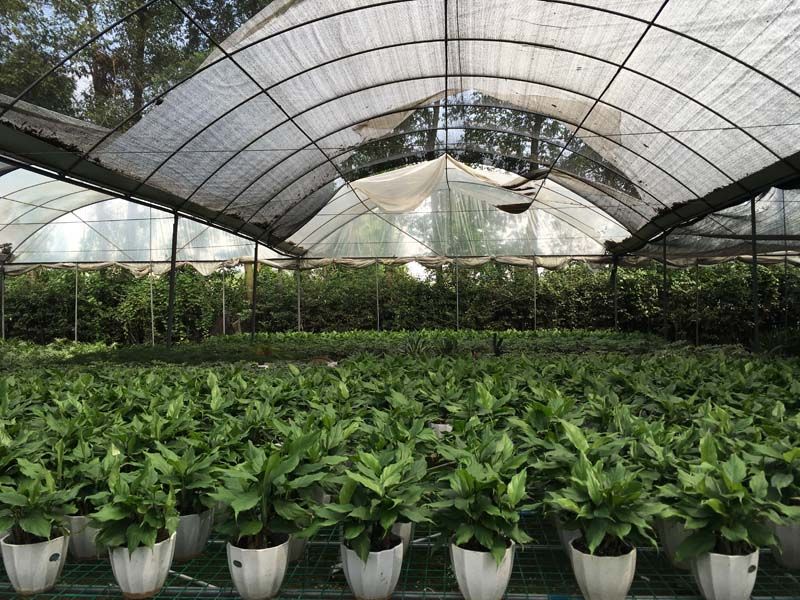 万年青种植基地